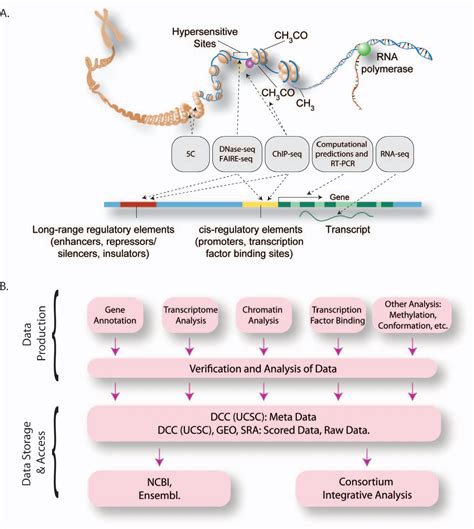 encode encore confidence|A User s Guide to the Encyclopedia of DNA Elements (ENCODE).